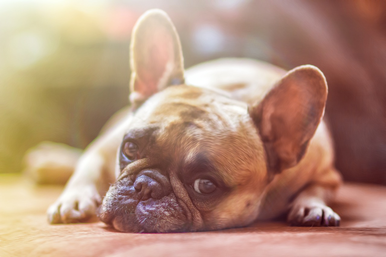 How to Manage Flea Allergy in Dogs