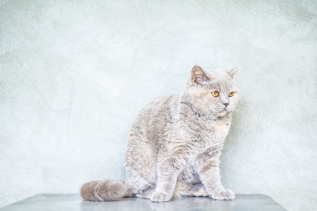 Essential Cat Vaccinations: Protecting Your Feline Friend