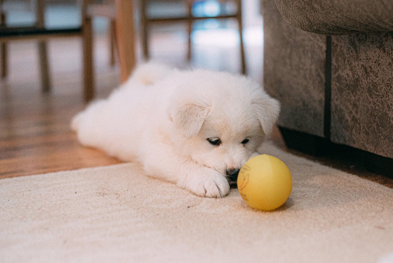 Dealing with Puppy Teething: Tips for Easing Your Pup’s Discomfort