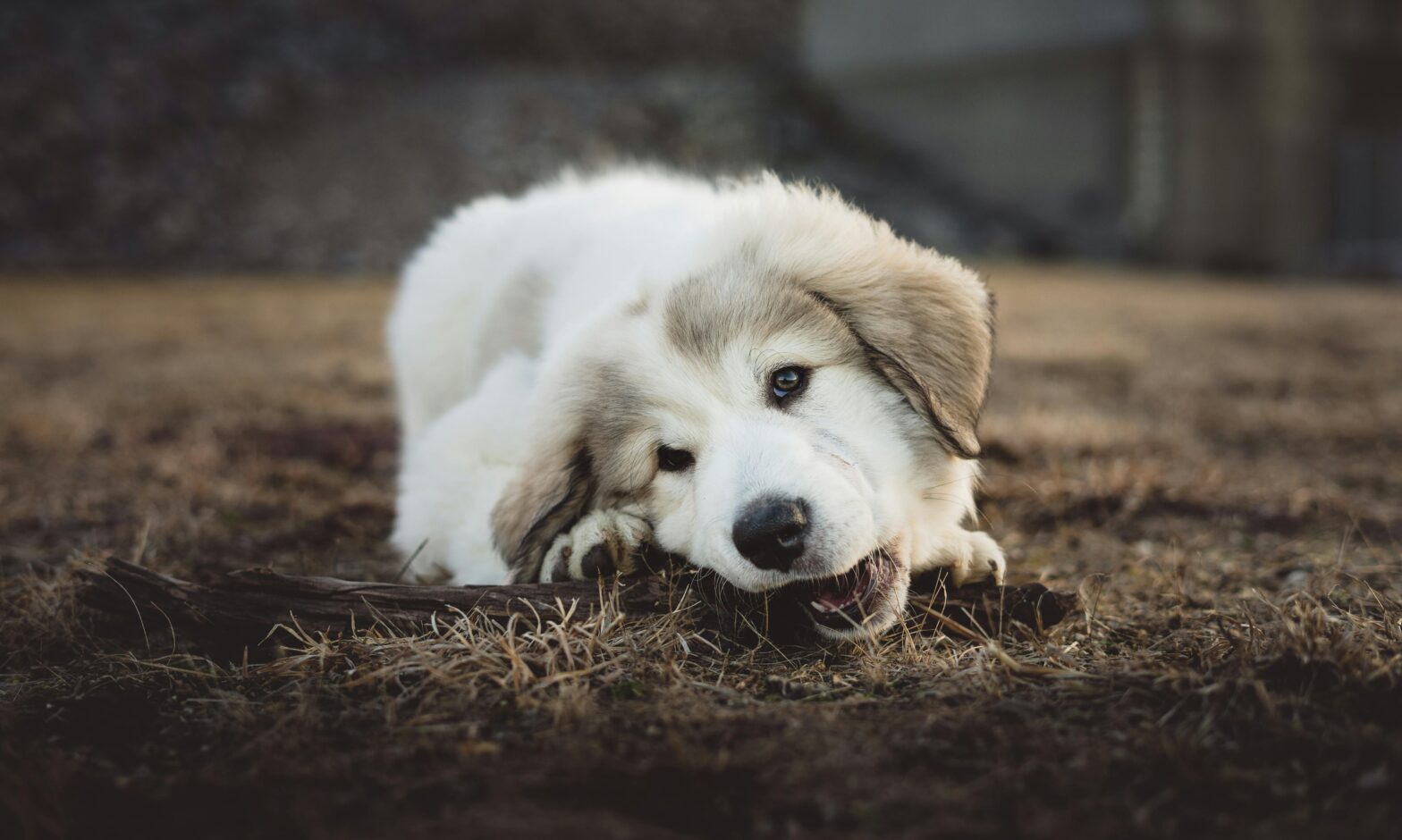 The Importance of Pet Grooming: Why It’s Key to Your Pet’s Well-being