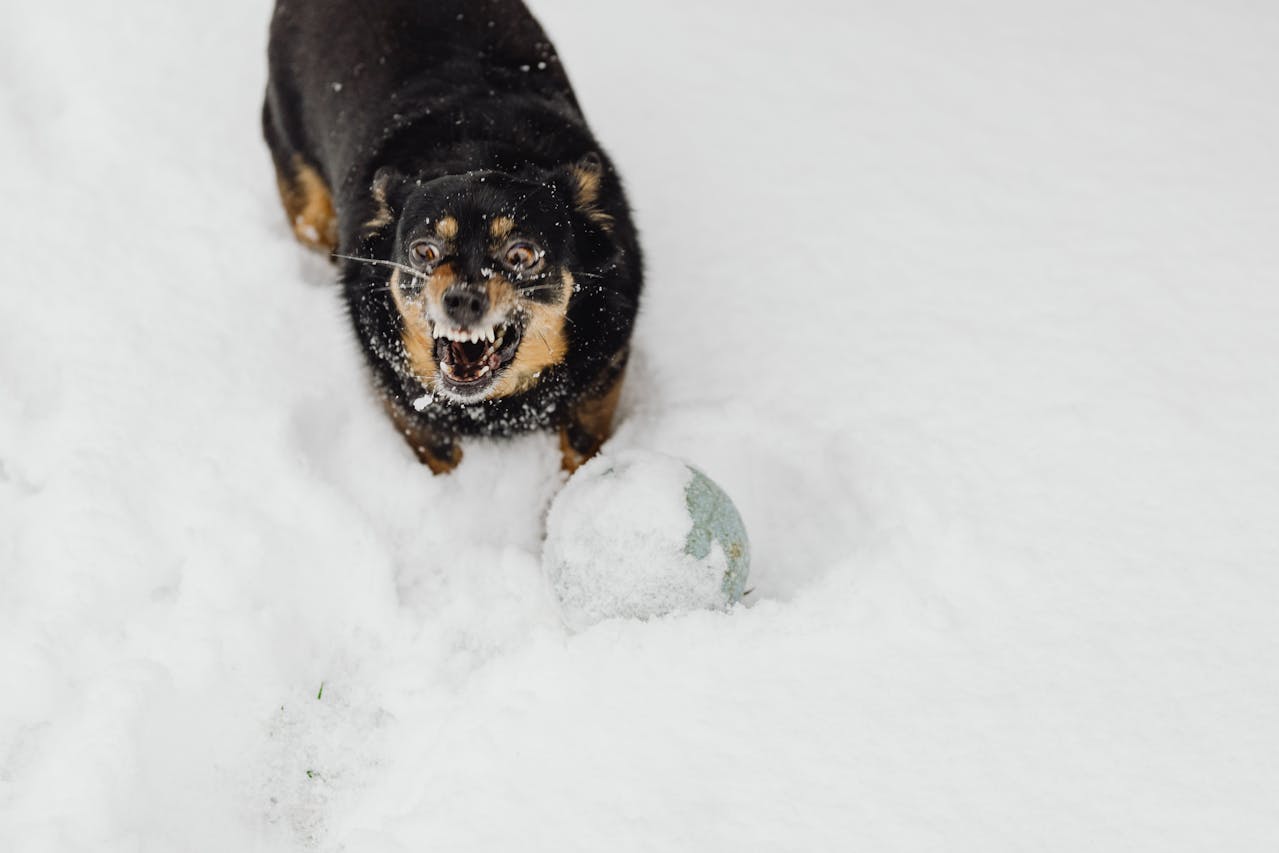 The Dangers of Skipping Flea and Tick Prevention (Even in Winter!)