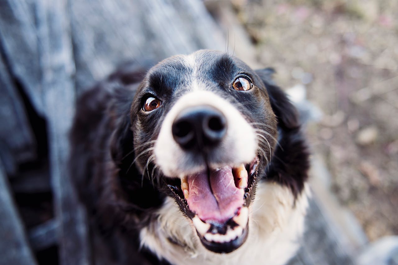 The Connection Between Gum Disease And Heart Disease In Pets