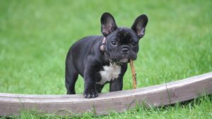 The Best Dog Breeds for First-Time Pet Owners