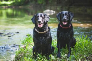 Best Dog Breeds for Active Families
