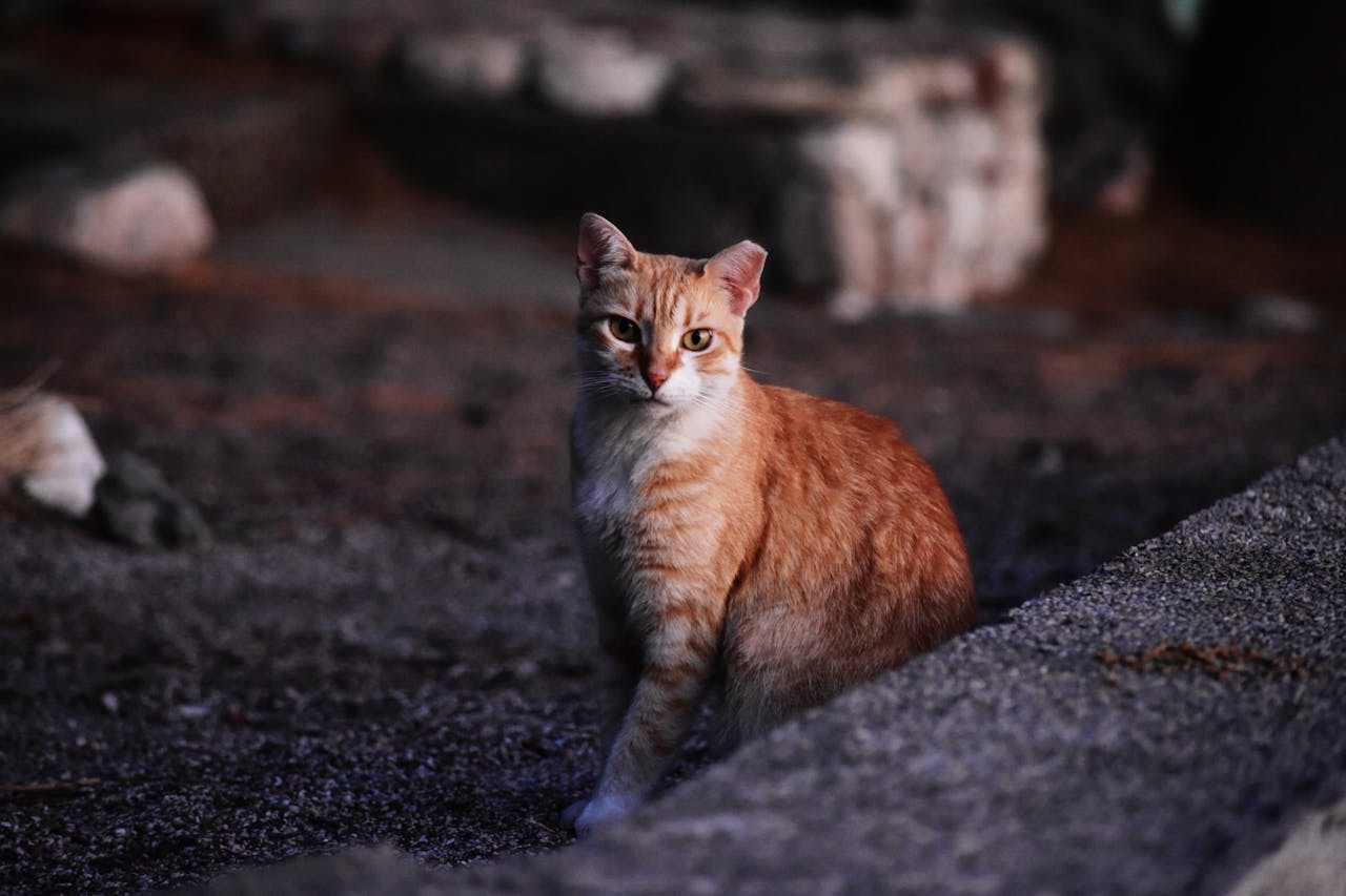 How to Care for a Senior Cat: Tips for Healthy Aging