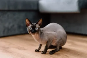 How to keep hairless cat breeds warm and healthy