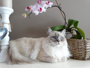 Why some cat breeds need more grooming than others