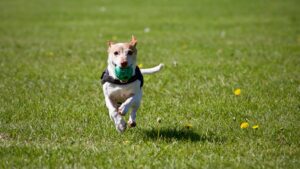 Seasonal health tips for keeping your dog cool in summer