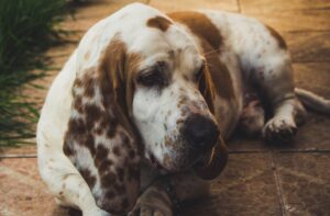 How to prevent ear infections in floppy-eared dog breeds