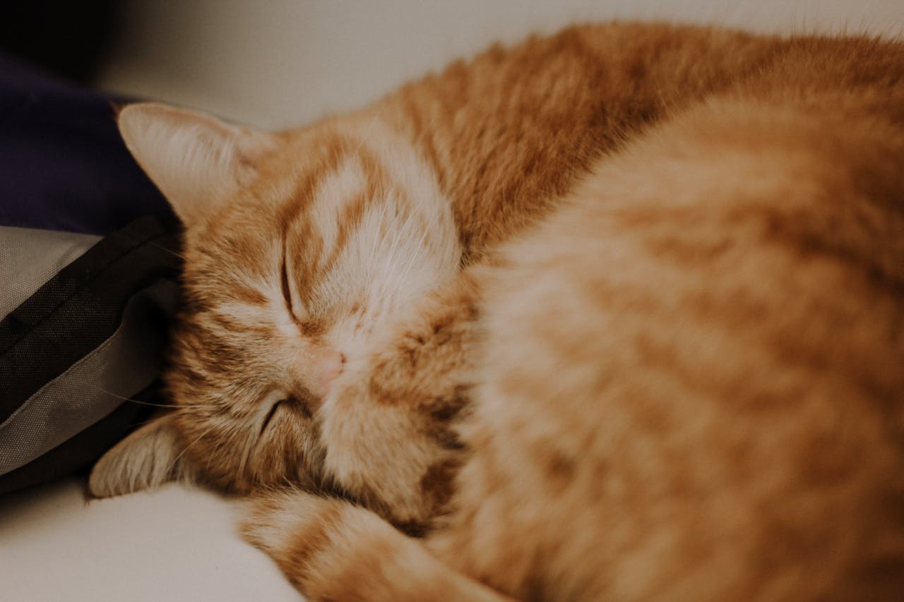Are Bengal Cats More Prone to Anxiety? What You Should Know
