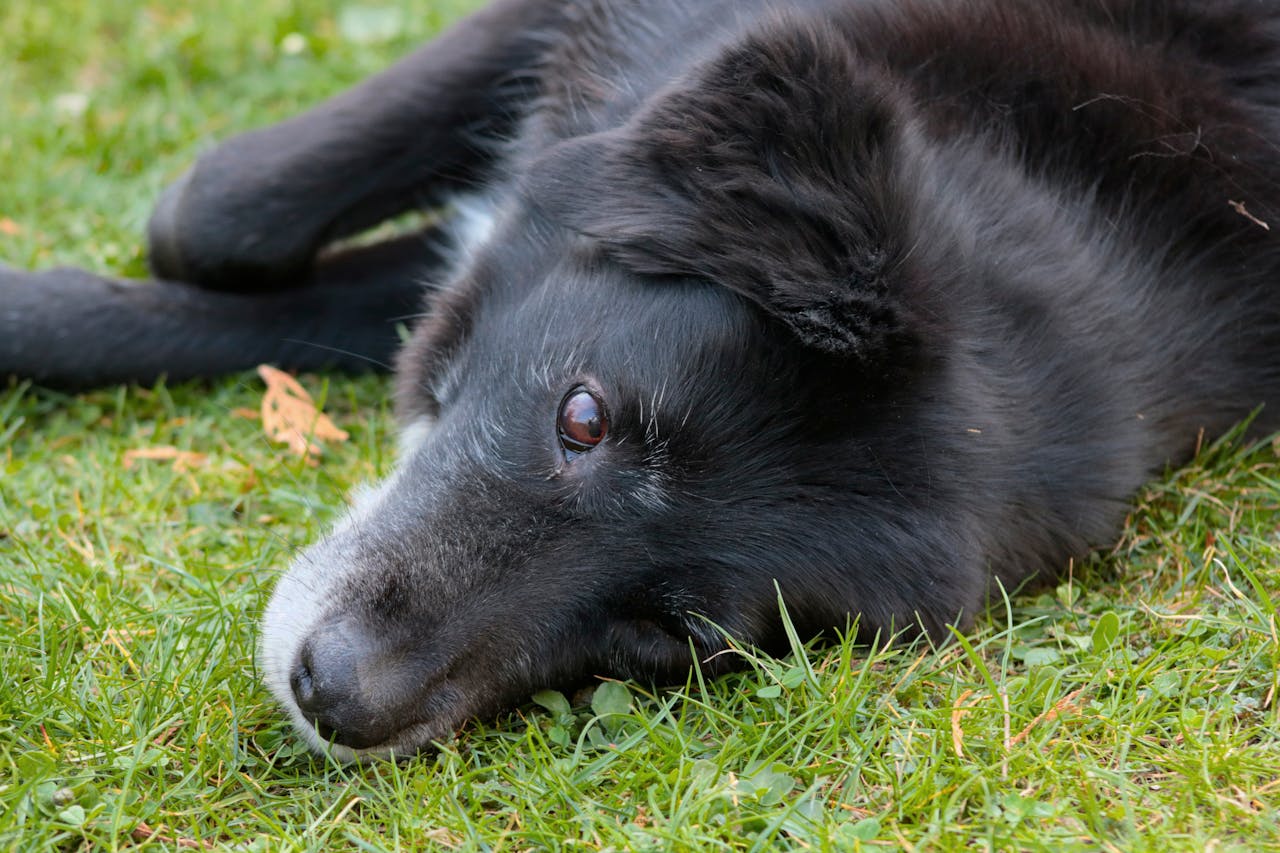 Do Dogs Get Seasonal Depression? Here’s What the Science Says