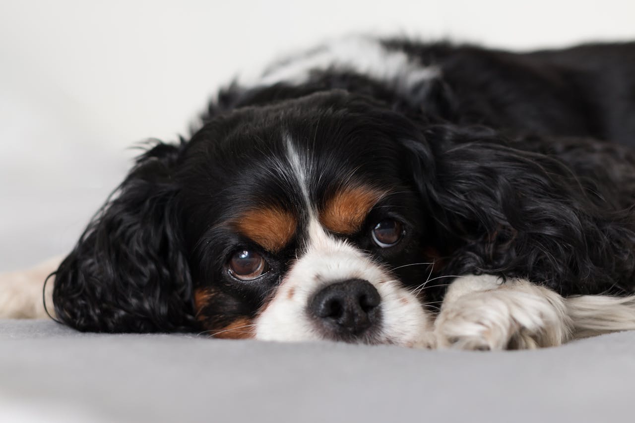 Early Signs of Heart Disease in Cavalier King Charles Spaniels