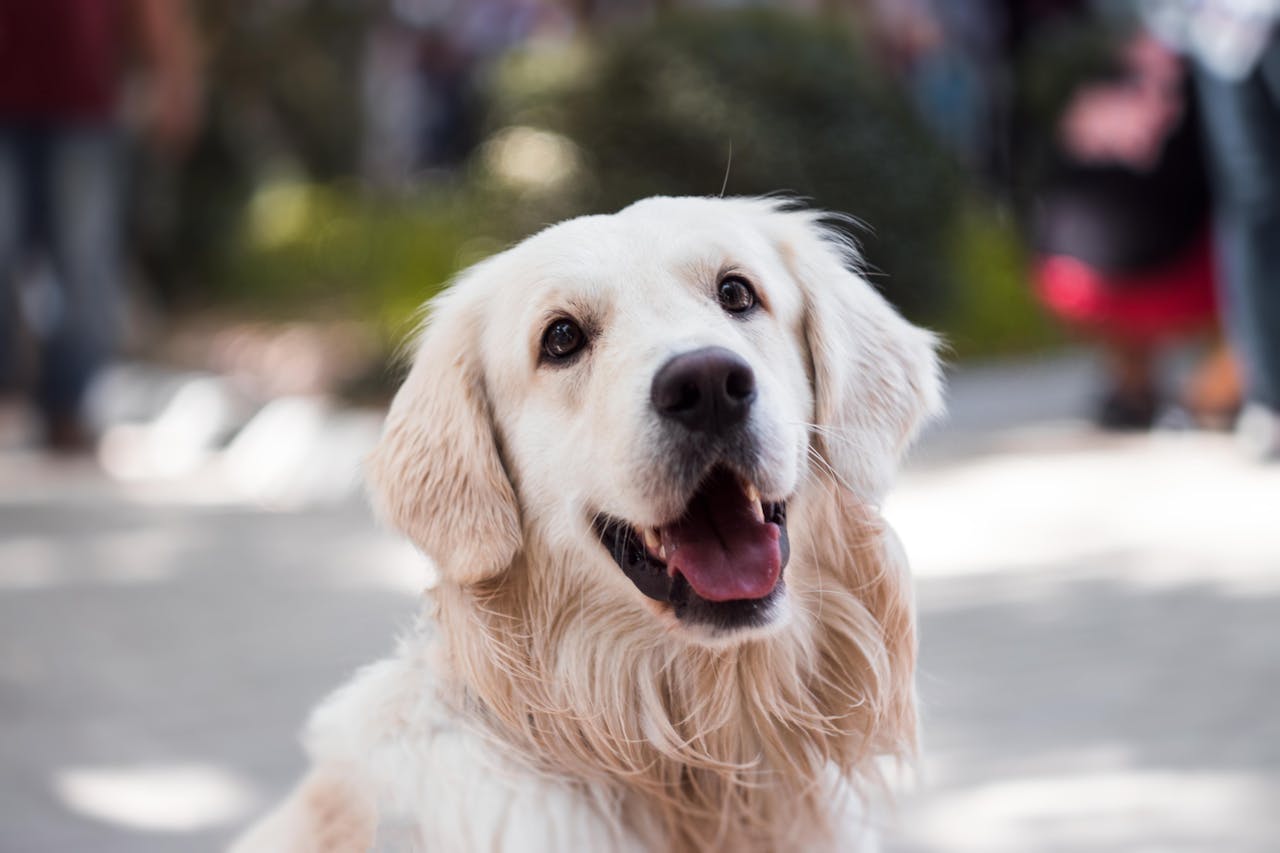 How Your Pet’s Gut Health Affects Their Mood and Energy