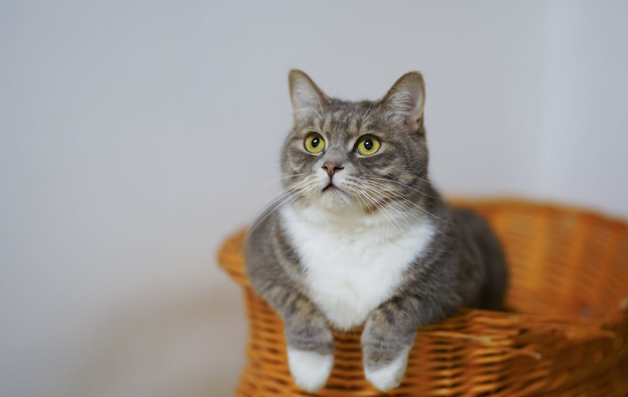 How to Keep Indoor Cats Stimulated and Active