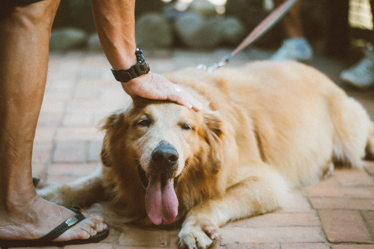 Why Regular Vet Check-Ups Can Add Years to Your Pet’s Life