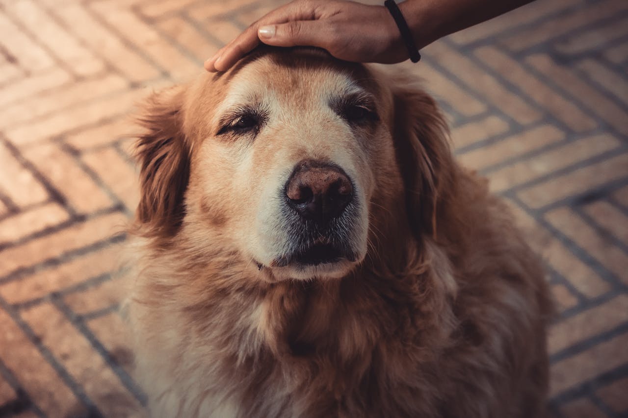 How to Detect Arthritis in Senior Dogs and Cats