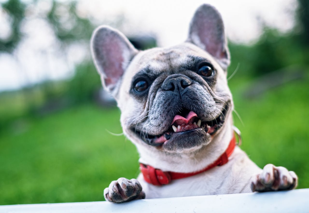 Lyme Disease in Pets: Prevention, Symptoms, and Treatment