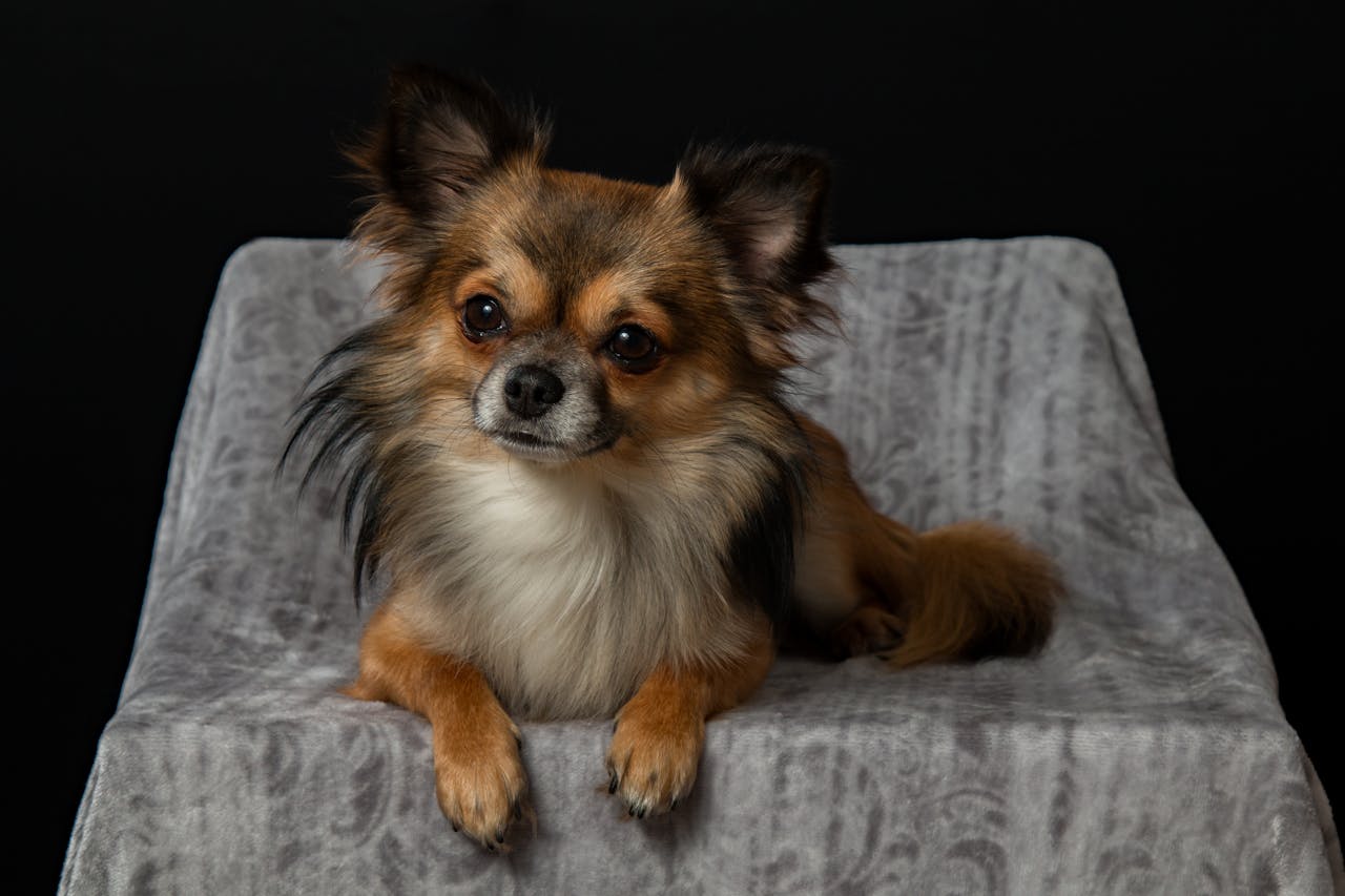 Small Dog vs. Large Dog Health Risks: What Owners Need to Know