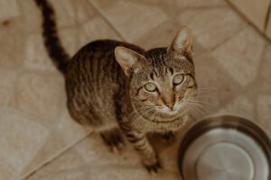 Upper Respiratory Infections in Cats: Prevention and Home Care