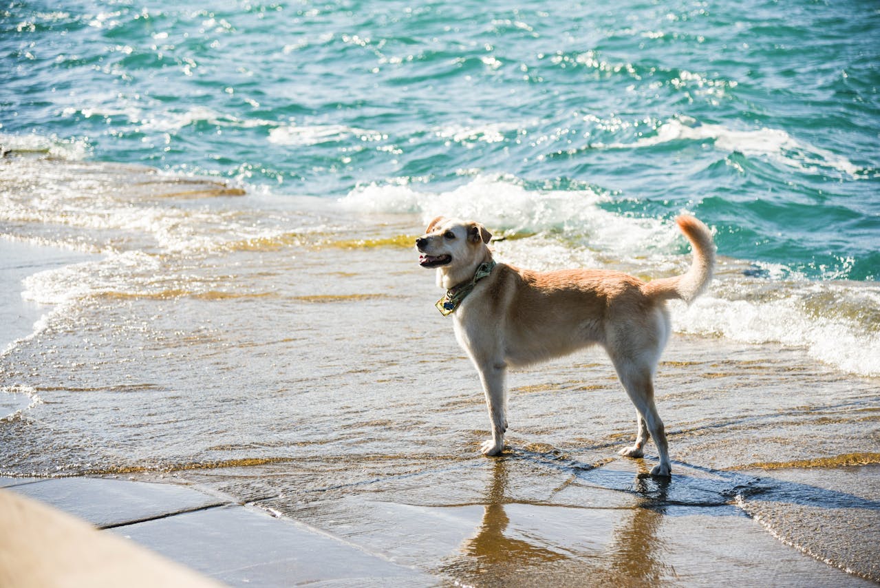 The Importance of Microchipping and Pet Identification