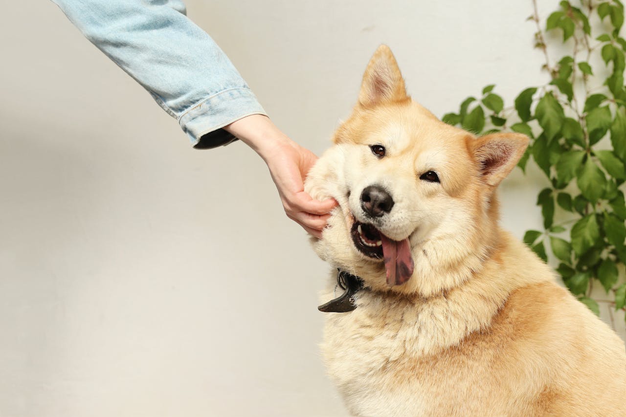 Gastrointestinal Disorders in Pets: Chronic Vomiting and Diarrhea
