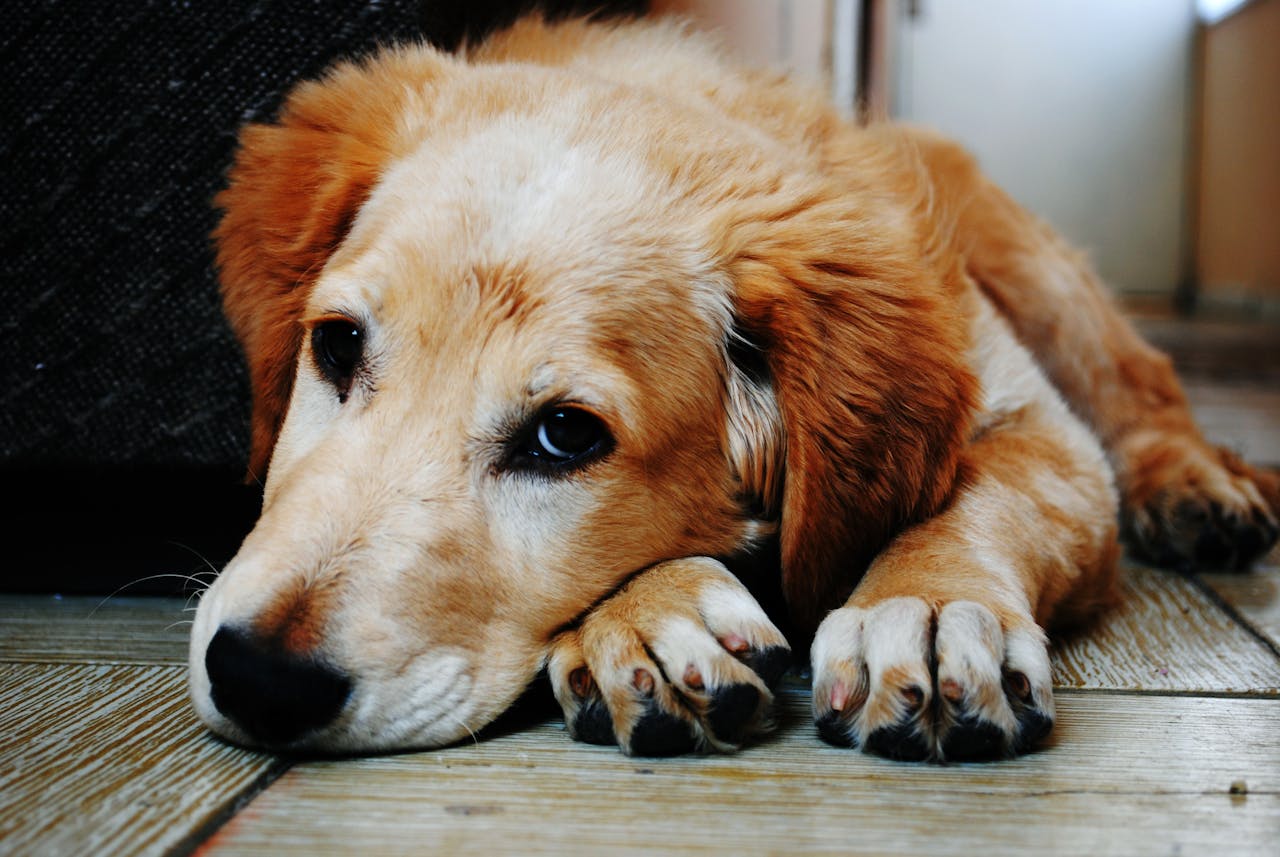 Canine Cognitive Dysfunction: Signs of “Dog Dementia”