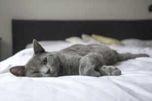 Emergency Signs in Cats That Require Immediate Veterinary Care