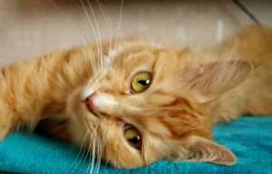 Kidney Disease in Cats: What Every Owner Should Know