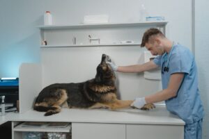 Veterinarian examining a German Shepherd dog during an urgent care visit at an animal hospital