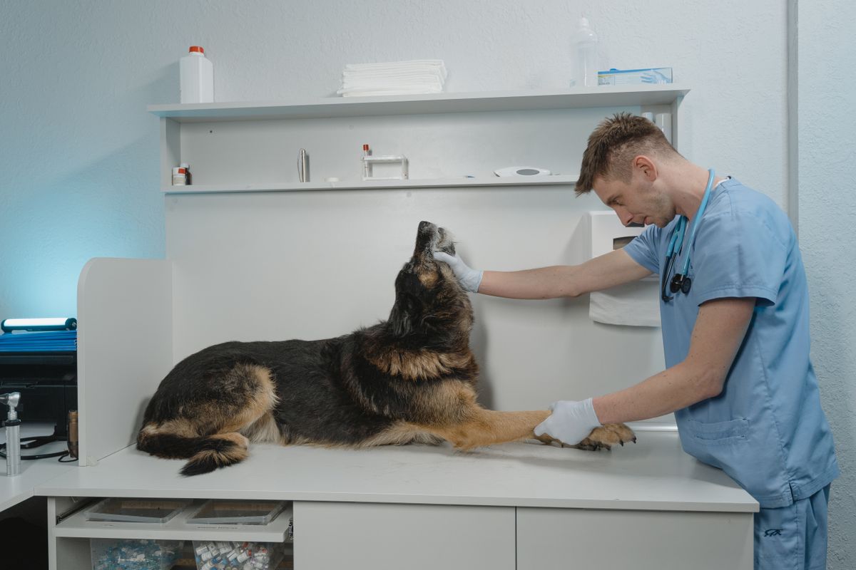 Veterinarian examining a German Shepherd dog during an urgent care visit at an animal hospital