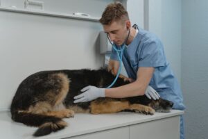 Veterinarian examining a dog for emergency signs at an urgent care clinic in Surrey