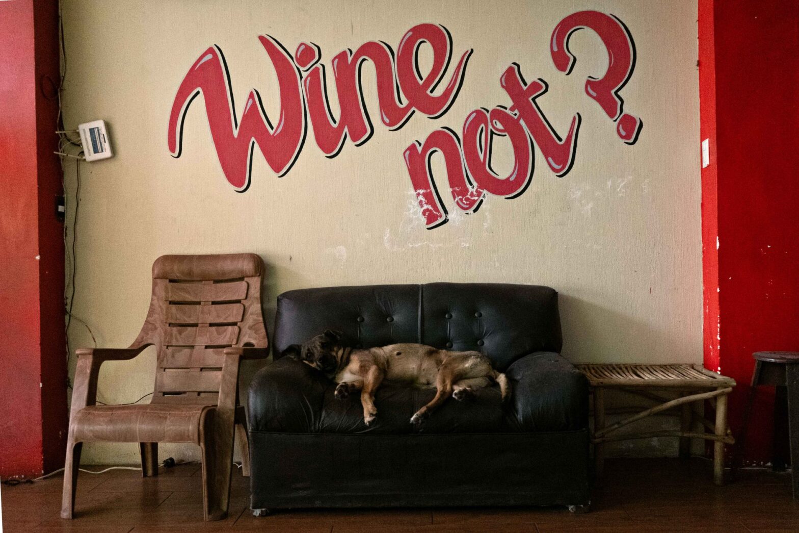 A relaxed street dog lounges in a vibrant cafe in Antigua Guatemala.
