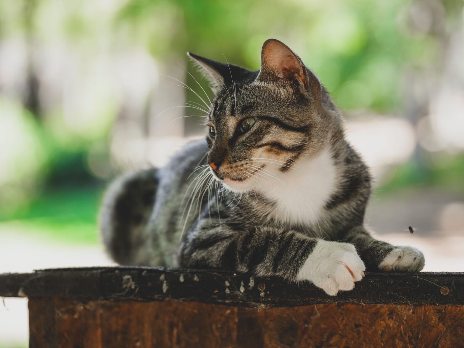a-cat-sitting-on-wooden-block